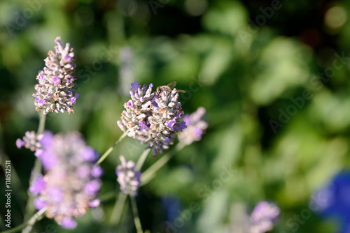 Biene an einem Lavendelzweig vor natürlichem grünem Hintergrund