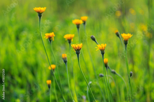 Yellow flowers in the field, summer still life © vredaktor