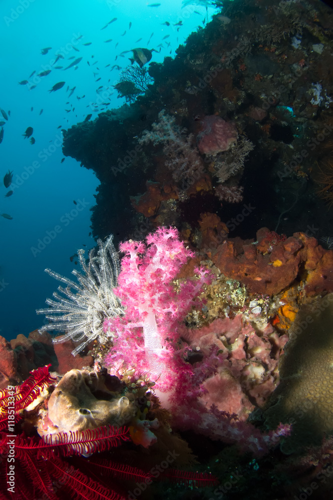 Beautiful reef deep in the indian ocean.
