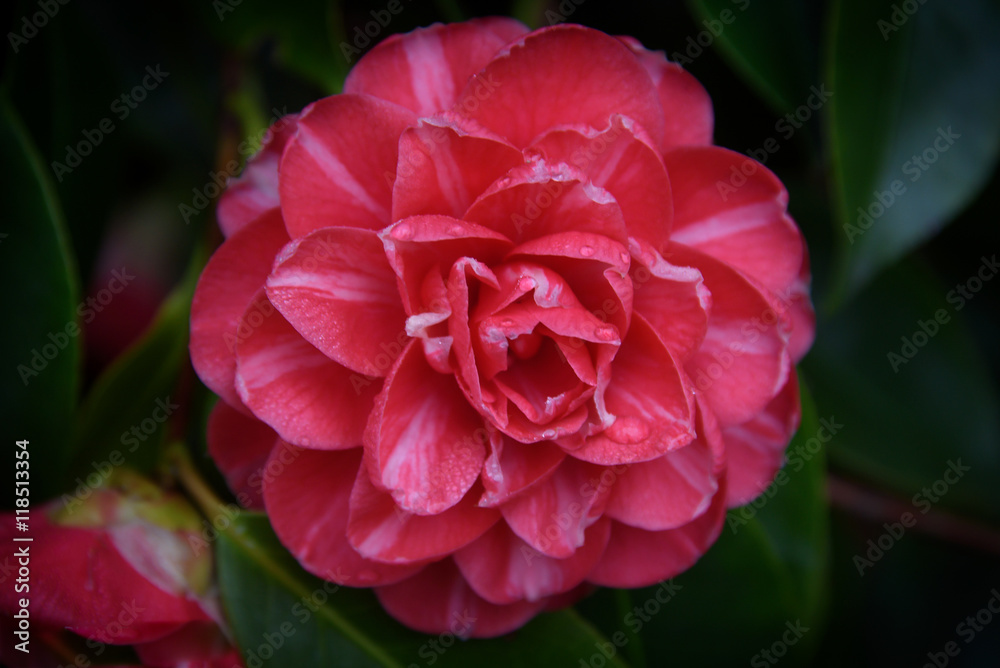 A Close Up Beautiful Camellia Flower A Close Up Beautiful Camellia Flower