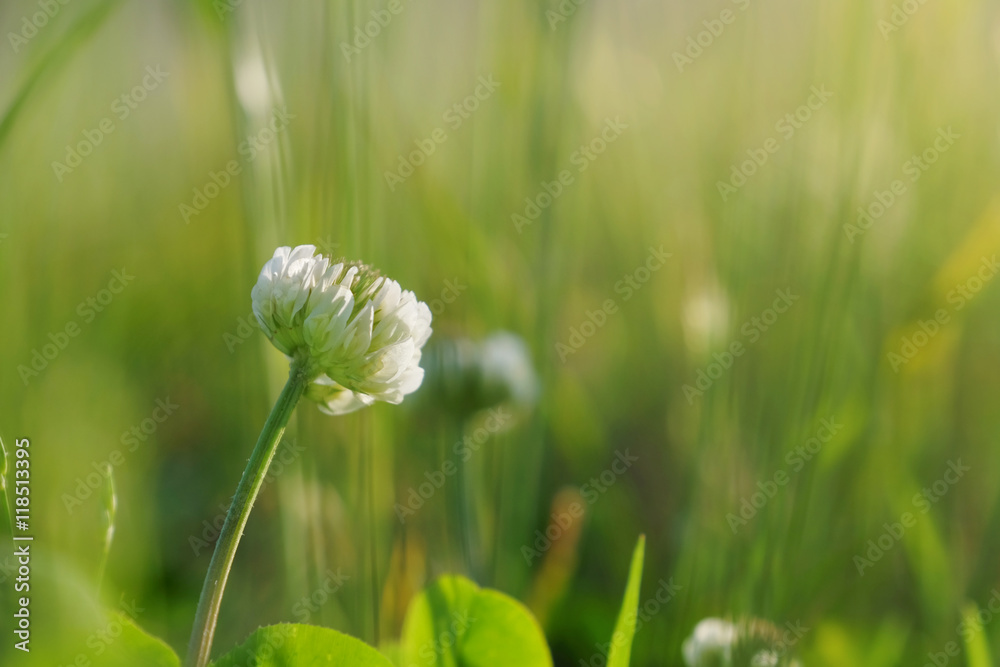 White clover flower on blurred grass background White clover flower on blurred grass background