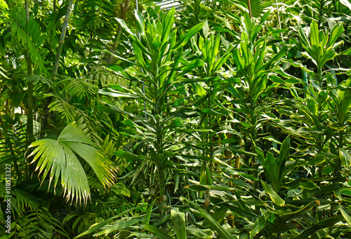 Foto Palm in the botanical garden