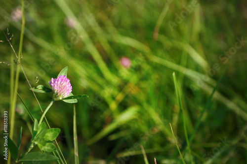 Pink clover flower on blurred grass background