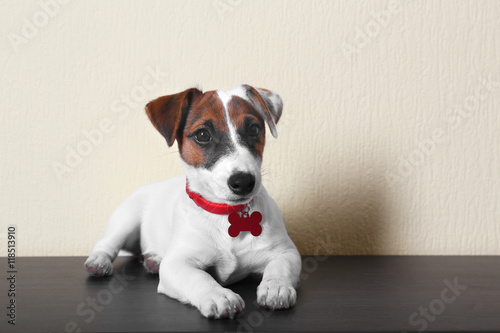 Cute small dog Jack Russell terrier on light background