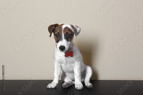 Fototapeta Naklejka Na Ścianę i Meble -  Cute small dog Jack Russell terrier on light background