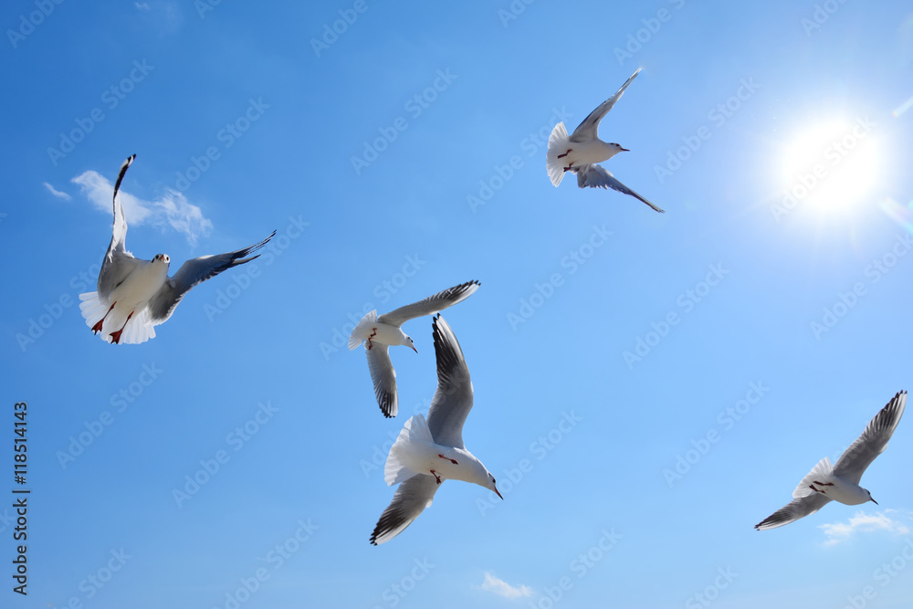 青空を飛ぶカモメの群れ
青空を飛ぶカモメの群れ