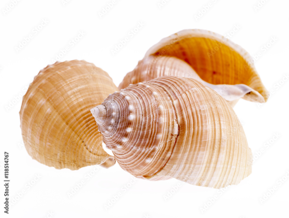 Sea shells of marine snails isolated on white background Sea shells of marine snails isolated on white background