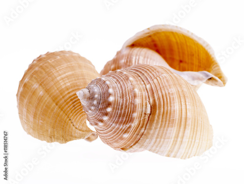 Sea shells of marine snails isolated on white background 