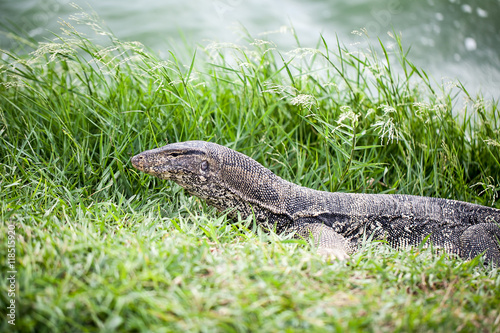 water monitor on green grass photo