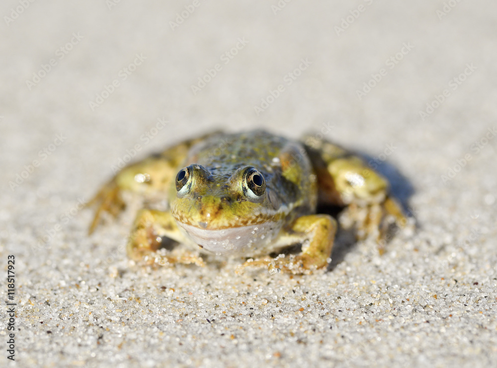 Dreamy toad/Toad on a sandy shore. Dreamy frog sitting on the sand