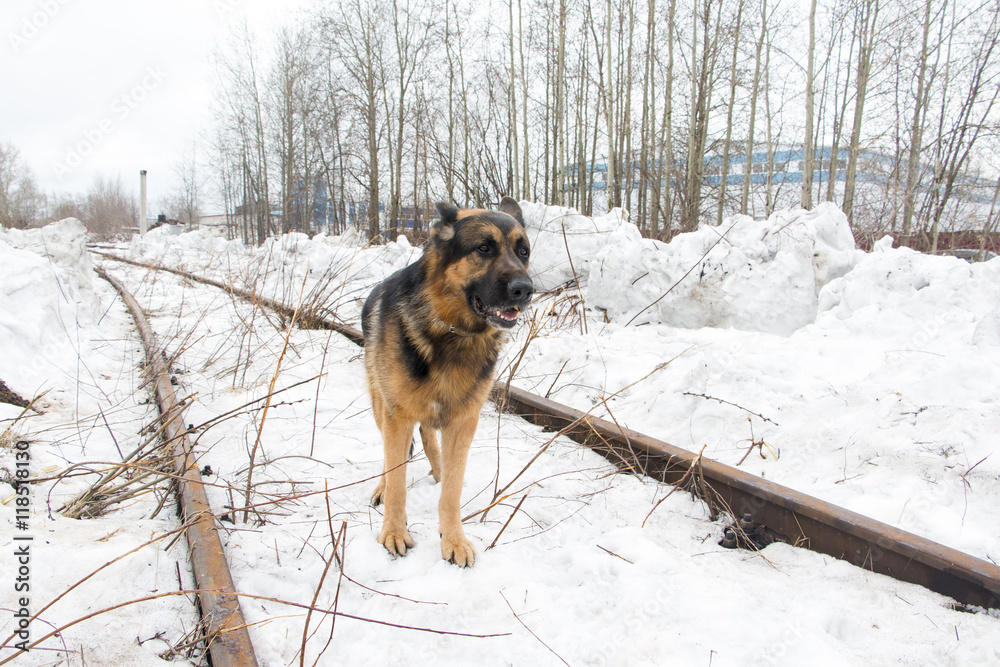 German shepherd dog on the railway road German shepherd dog on the railway road