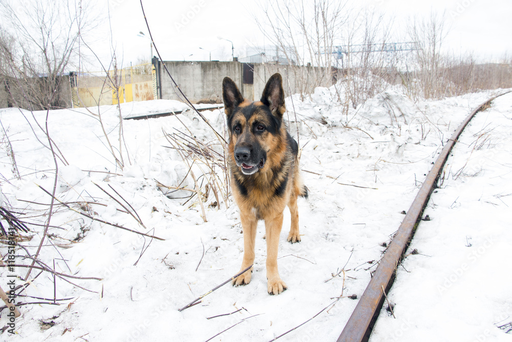 German shepherd dog is guarding an important object