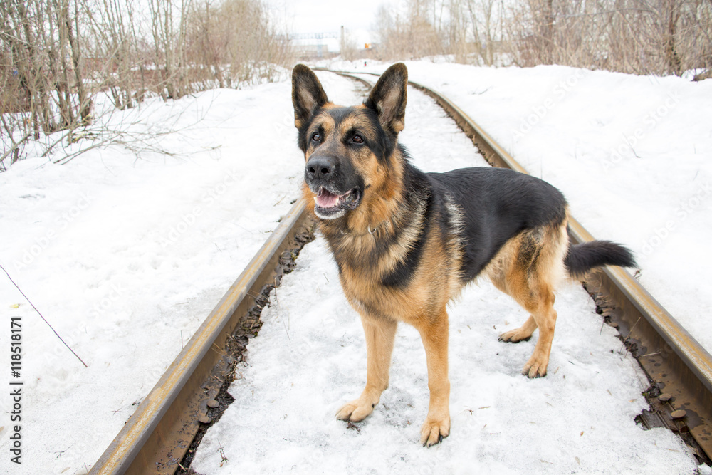 German shepherd dog on the railway road German shepherd dog on the railway road