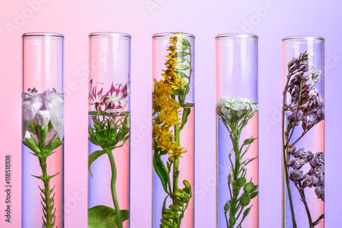 Flowers and plants in test tubes on wooden background. The concept of biological research photo