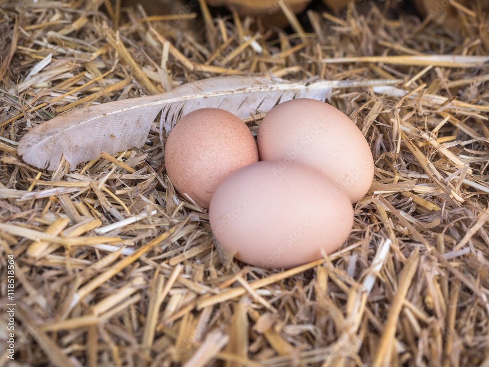 Close-up brown chicken eggs on a bed of straw
