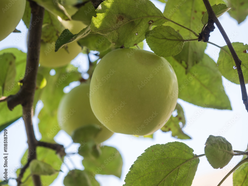 Close-up of green apple on a branch in an orchard