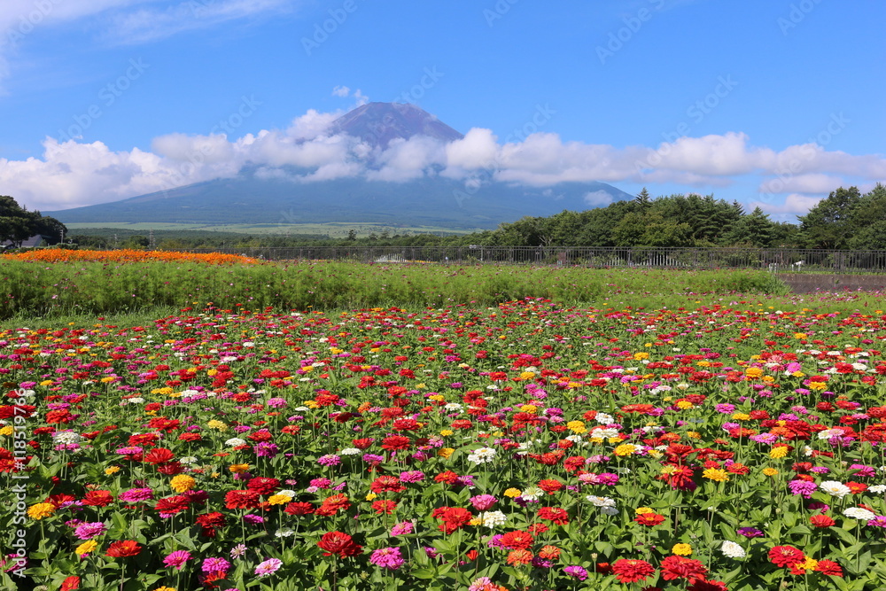 花の都公園　百日草と富士山