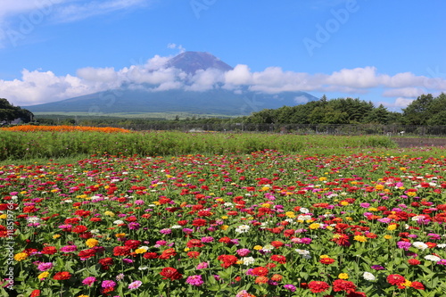 花の都公園 百日草と富士山
