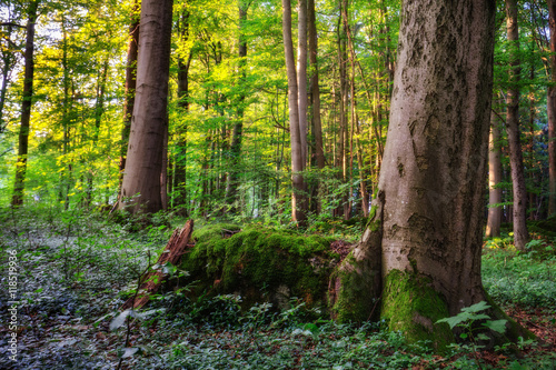 Lovely Summer Forest