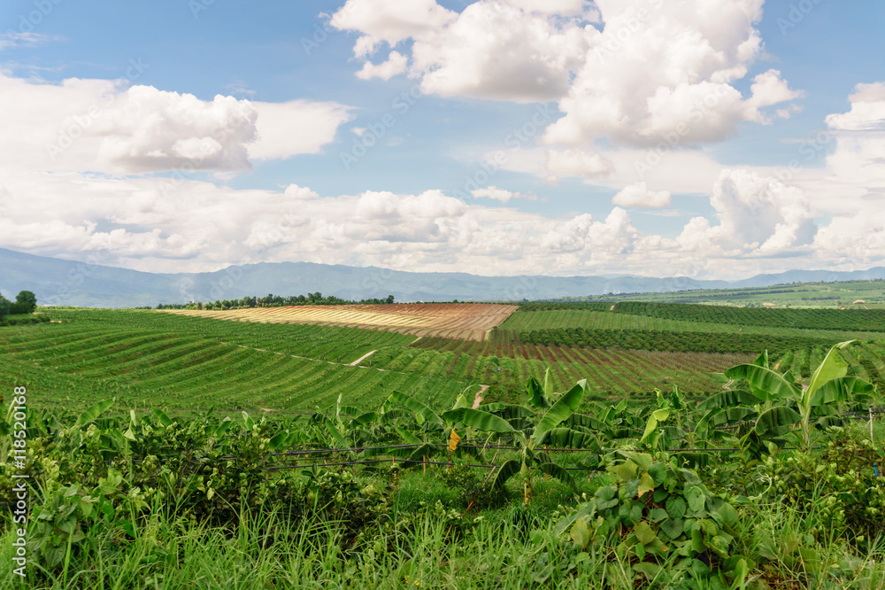 The agricultural area of farm field on hill in Thailand