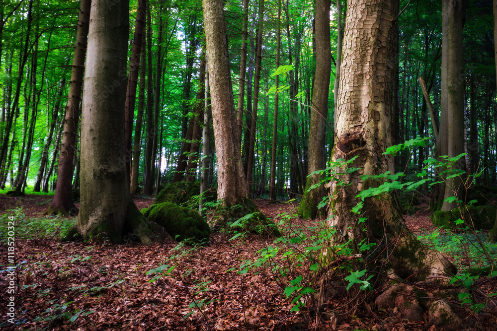 Lovely Summer Forest