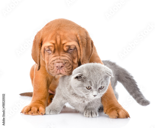 Fototapeta Naklejka Na Ścianę i Meble -  friendly puppy embracing cute cat. isolated on white background