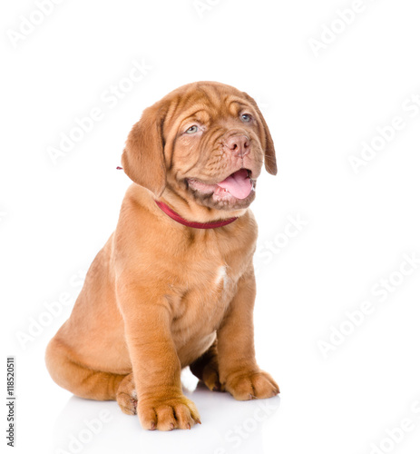 Bordeaux puppy dog with open mouth. isolated on white background