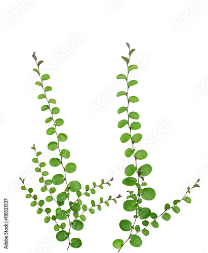 Tela Small creeper plant isolated on white background, clipping path