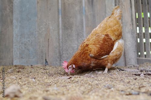Rhode island red hen digging and scratching for food in free ran