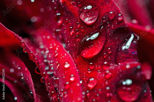 Close up of red rose with drops