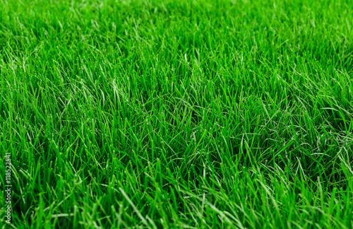 Green grass background