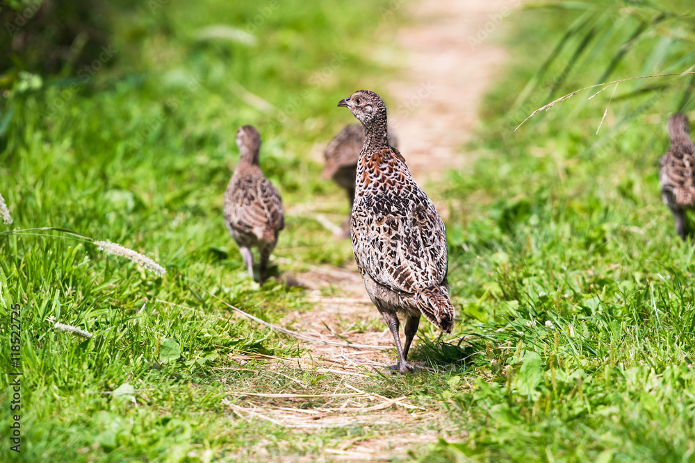 Mother pheasant with chicks walking on path in grass Mother pheasant with chicks walking on path in grass