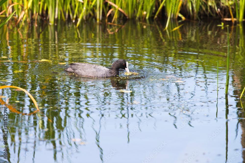 Coot pulling weed out of water in summer Coot pulling weed out of water in summer