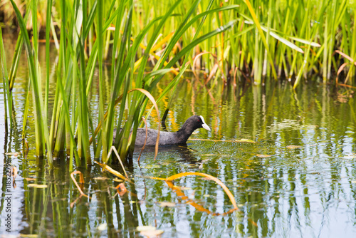 Coot swimming between reed in summer photo