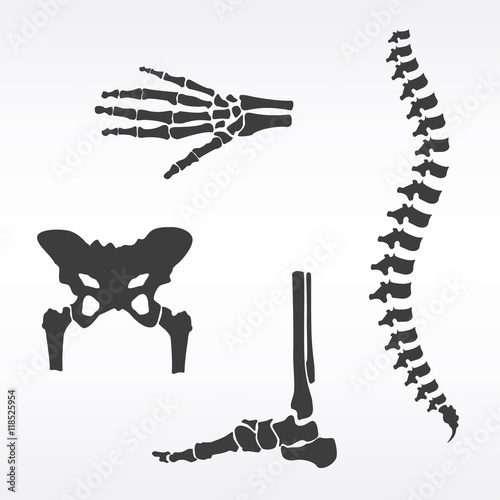 Human bones vector