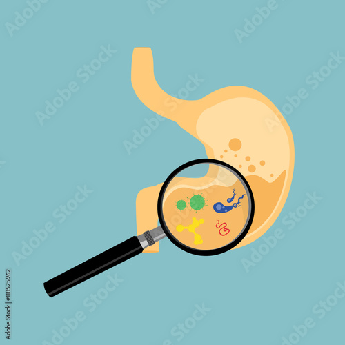 Human stomach vector