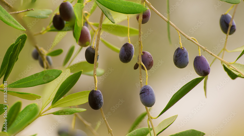 Branch of olive tree with fruits and leaves, natural agricultural food ...