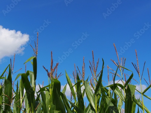 corn field 2