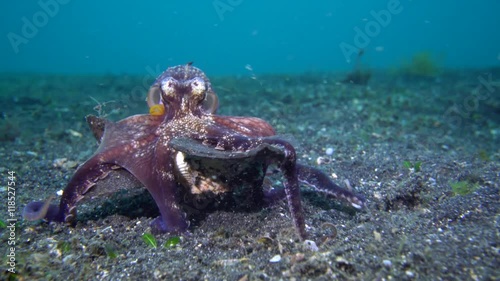 Coconut Octopus (Amphioctopus marginatus)