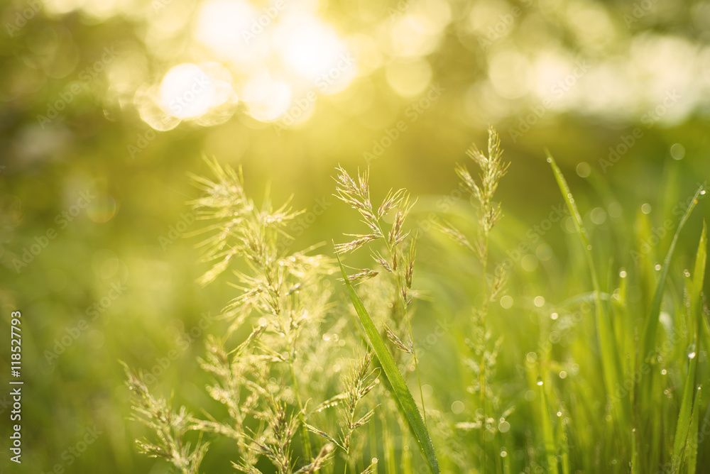 Natural abstract soft green summer eco sunny background with grass and light spots in vintage hipster style Natural abstract soft green summer eco sunny background with grass and light spots in vintage hipster style
