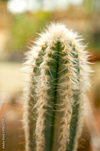Green cactus with white hair