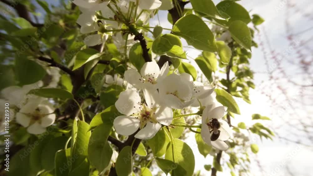 Light Plays on Leaves of Cherry Between Her White Flower on Which Bee Collects Pollen Light Plays on Leaves of Cherry Between Her White Flower on Which Bee Collects Pollen