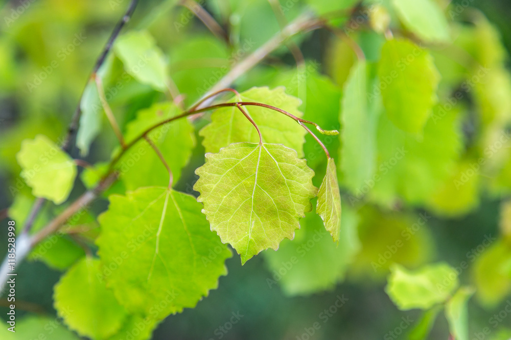 European aspen tree spring leaf. European aspen tree spring leaf.