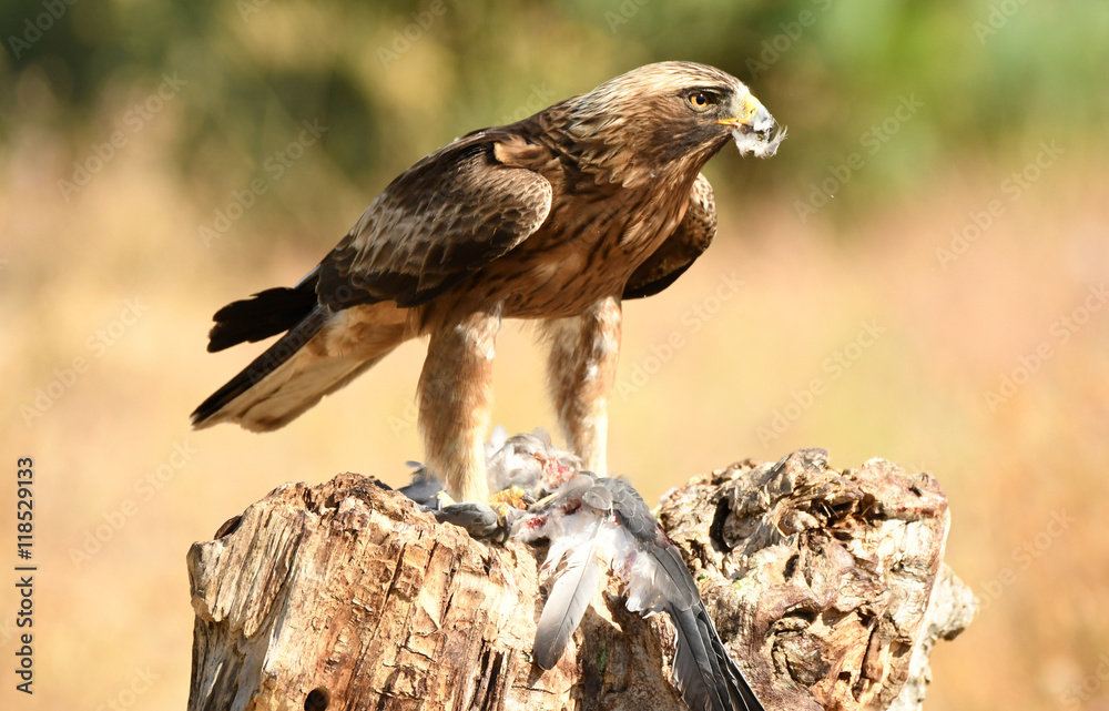 Fototapeta premium El aguila calzada con la presa