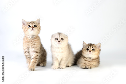 Fototapeta Naklejka Na Ścianę i Meble -  Kittens Scottish on white background