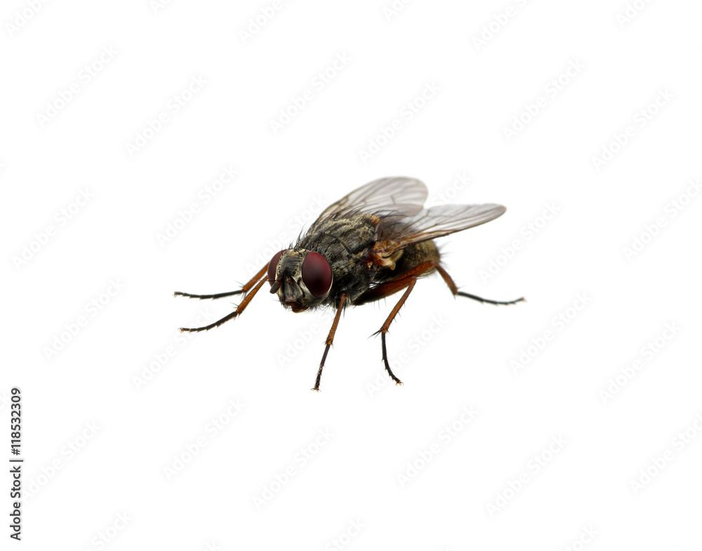 fly on a white fly on a white