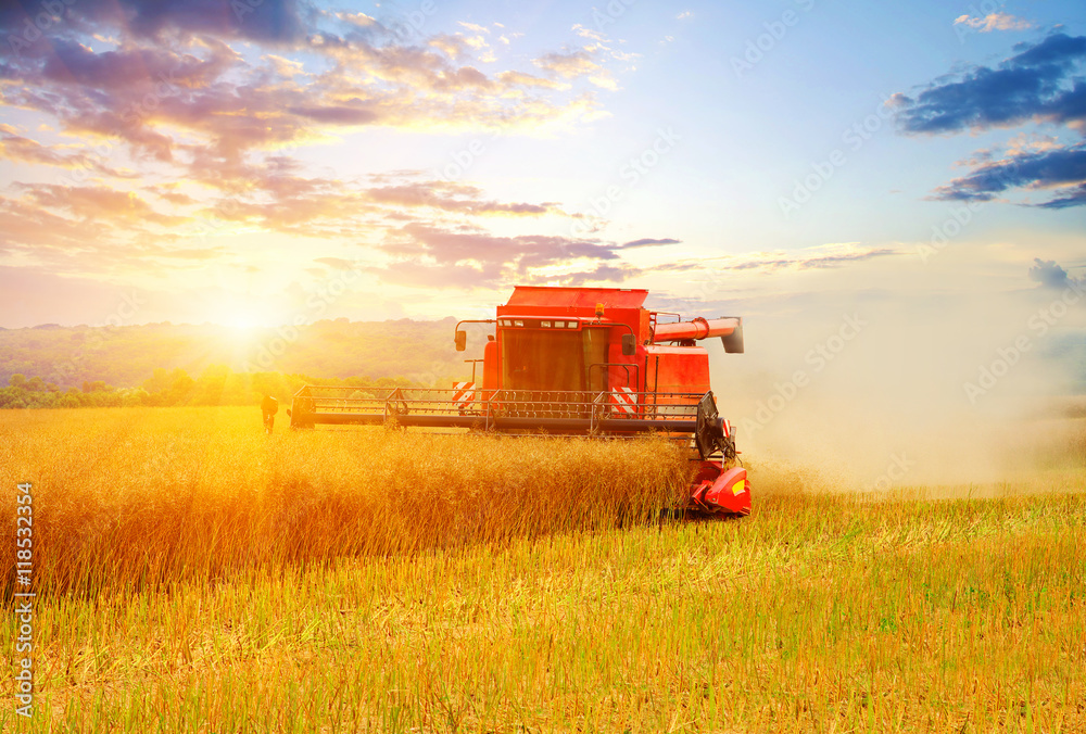 Fototapeta premium Combine working in field