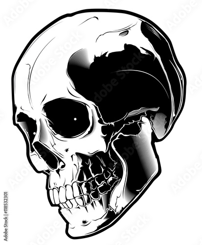 The image of the skull. Vector illustration. Isolated on white.