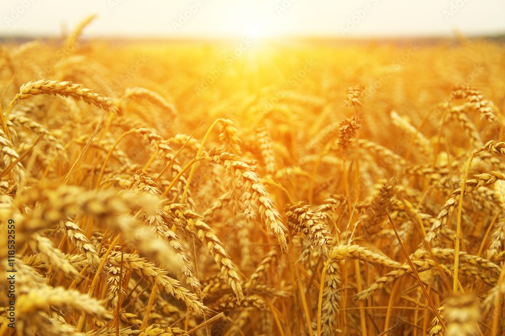 Wheat field on sun Wheat field on sun