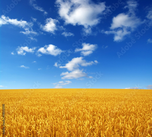 wheat field and sky